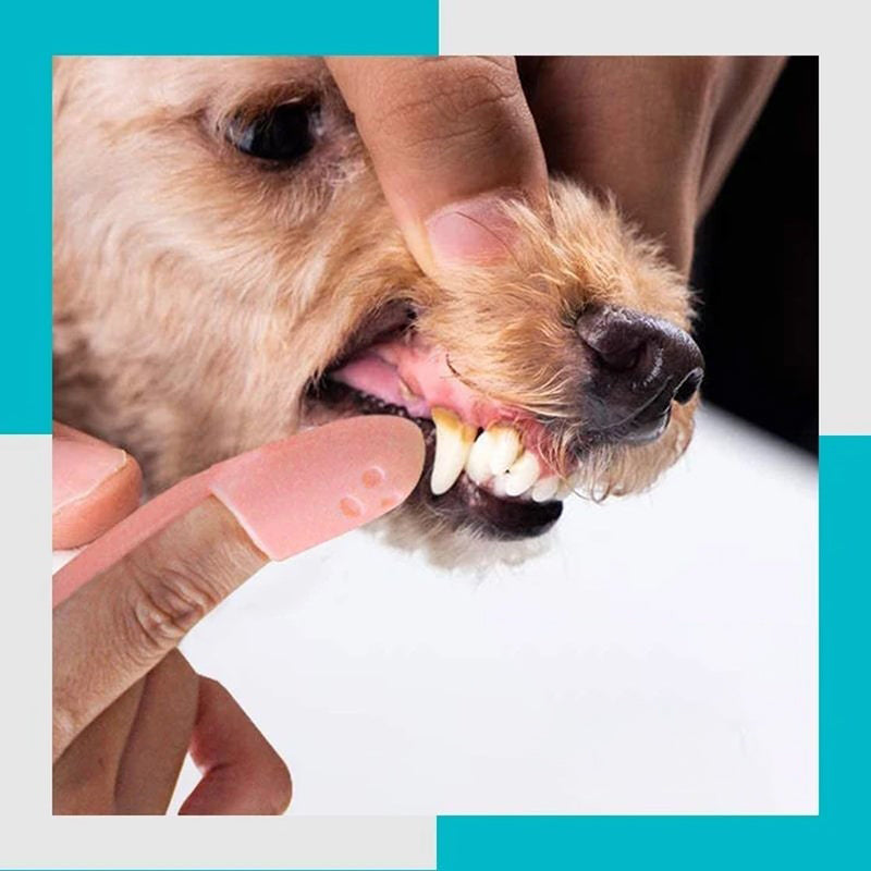 Profesjonell hund og katt fingertannbørste