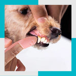 Profesjonell hund og katt fingertannbørste