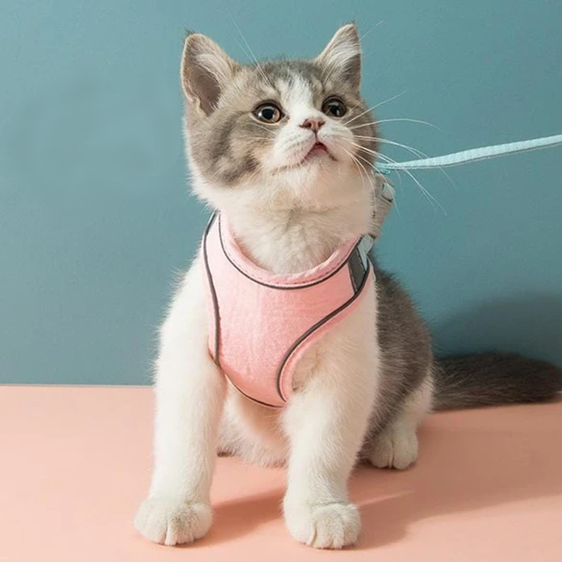 Katt vest sele og bånd sett