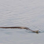 Slangeprank med snor og klips