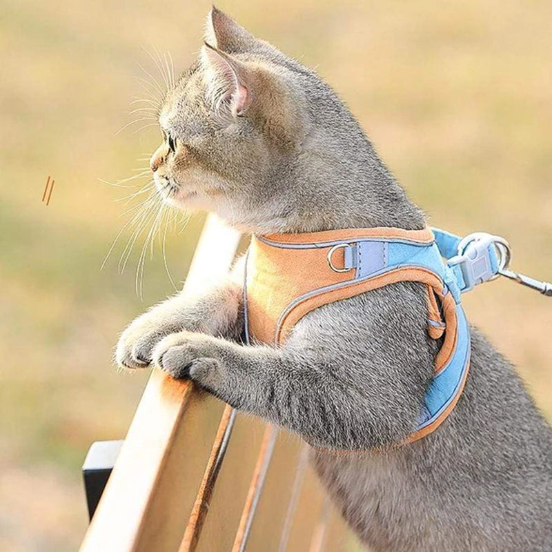 Katt vest sele og bånd sett