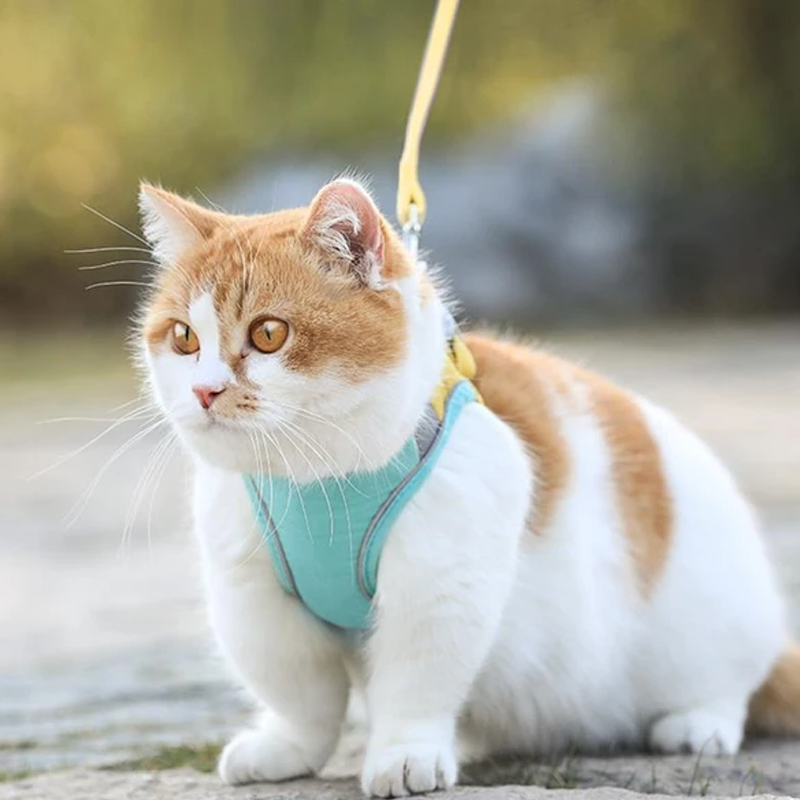 Katt vest sele og bånd sett
